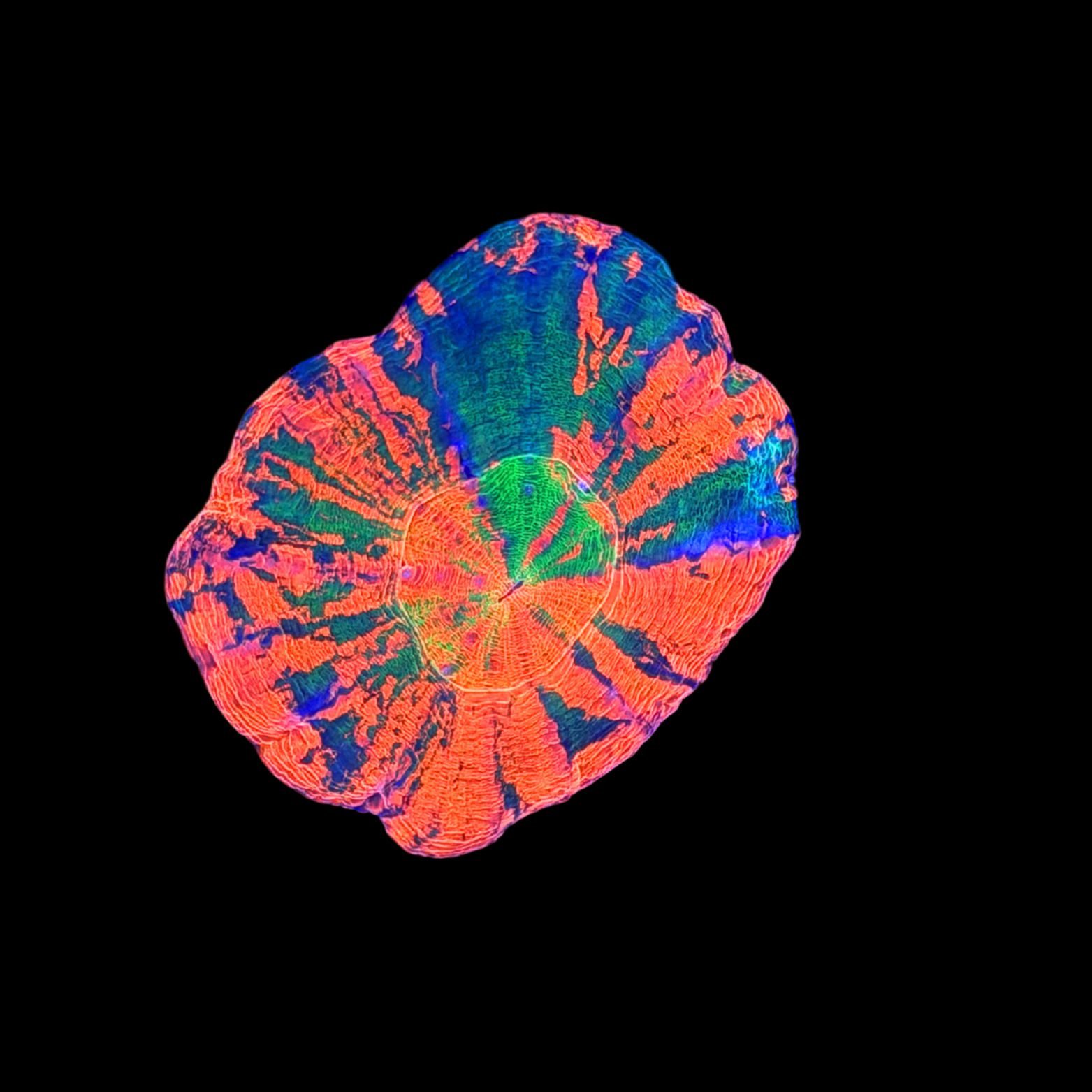 Ultra Aussie Fire Scolymia