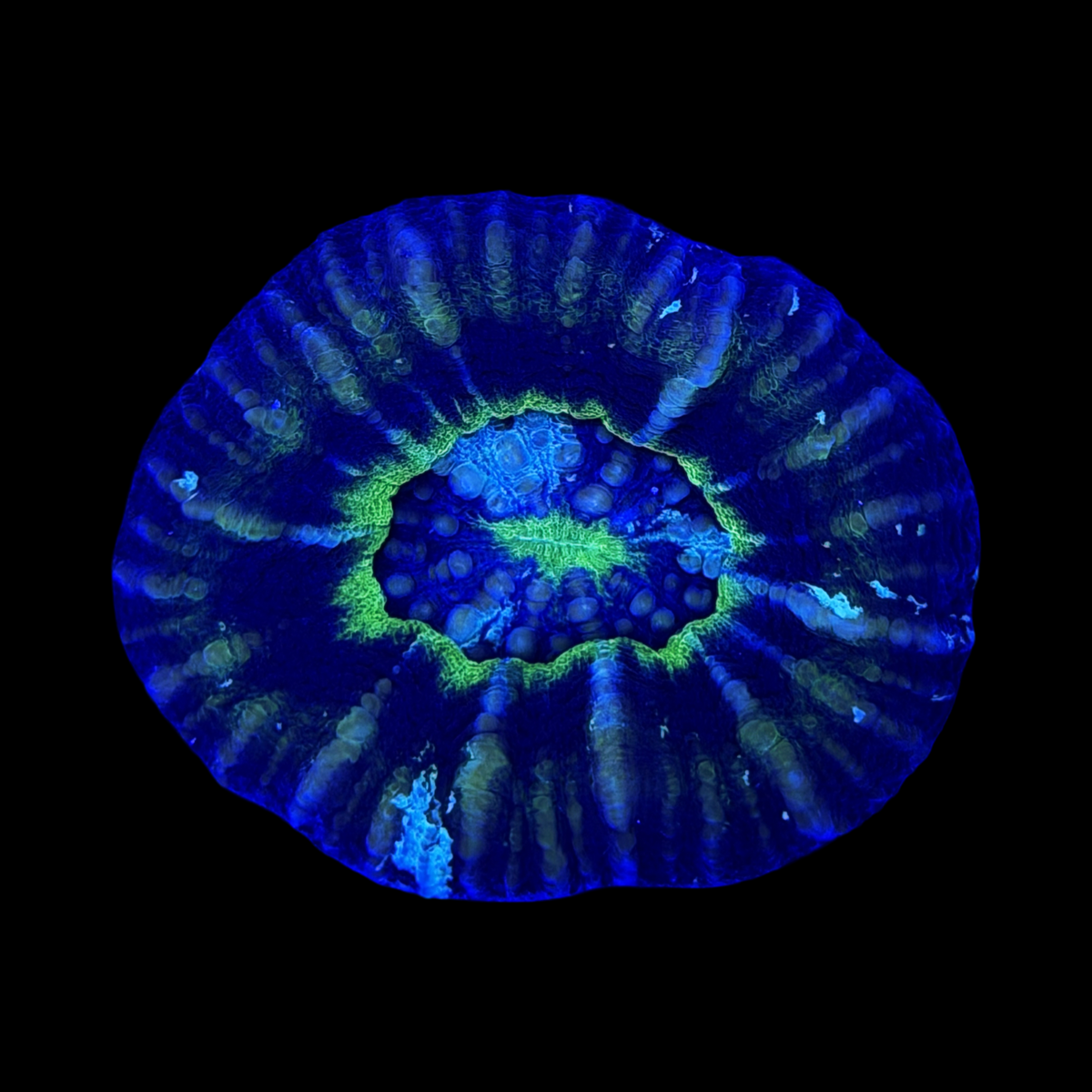 Aussie UFO Scolymia