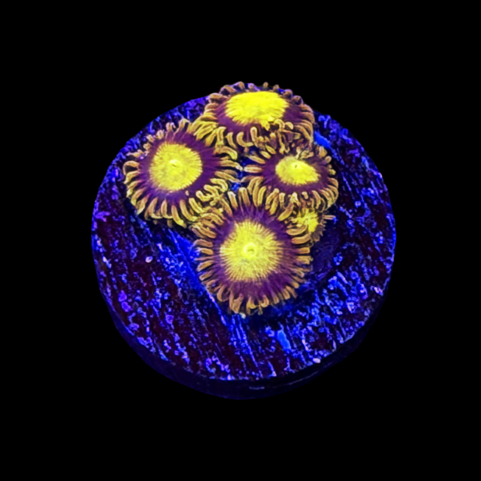 King Midas Zoa