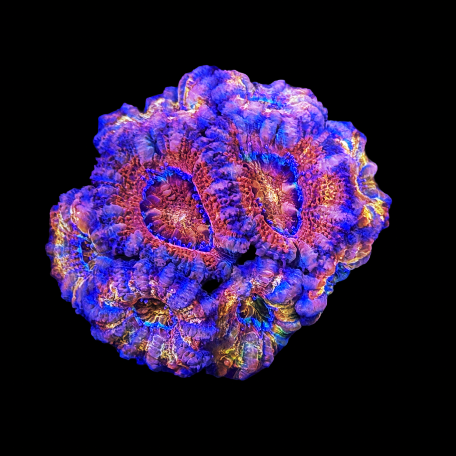 ECC Burning Skyline Acan Lord