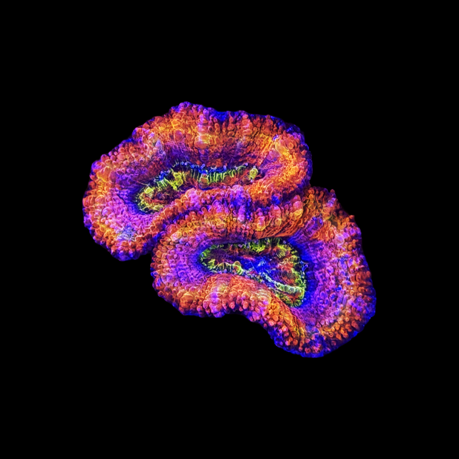 ECC Oceanic Rift Acan