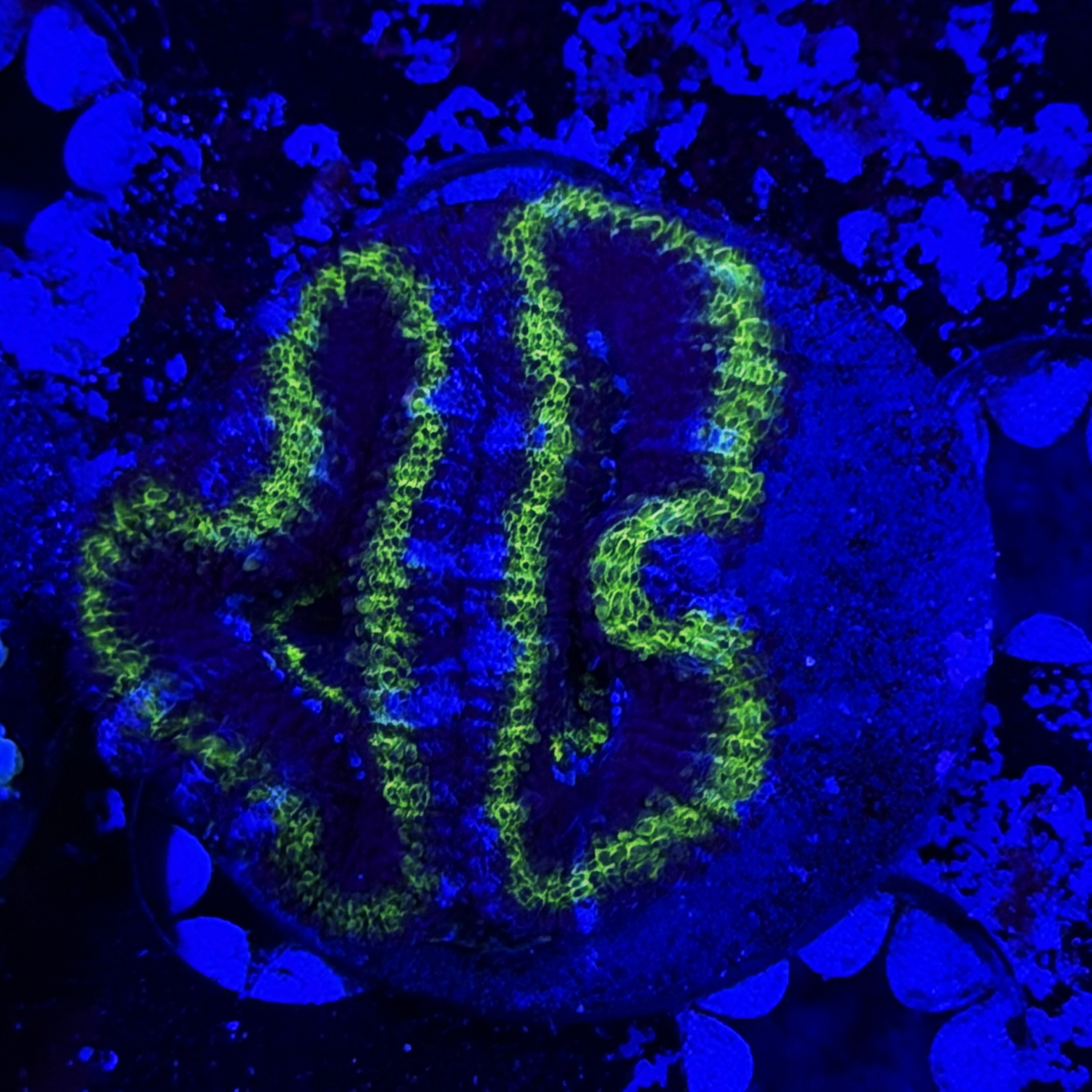 Neon Green Acan