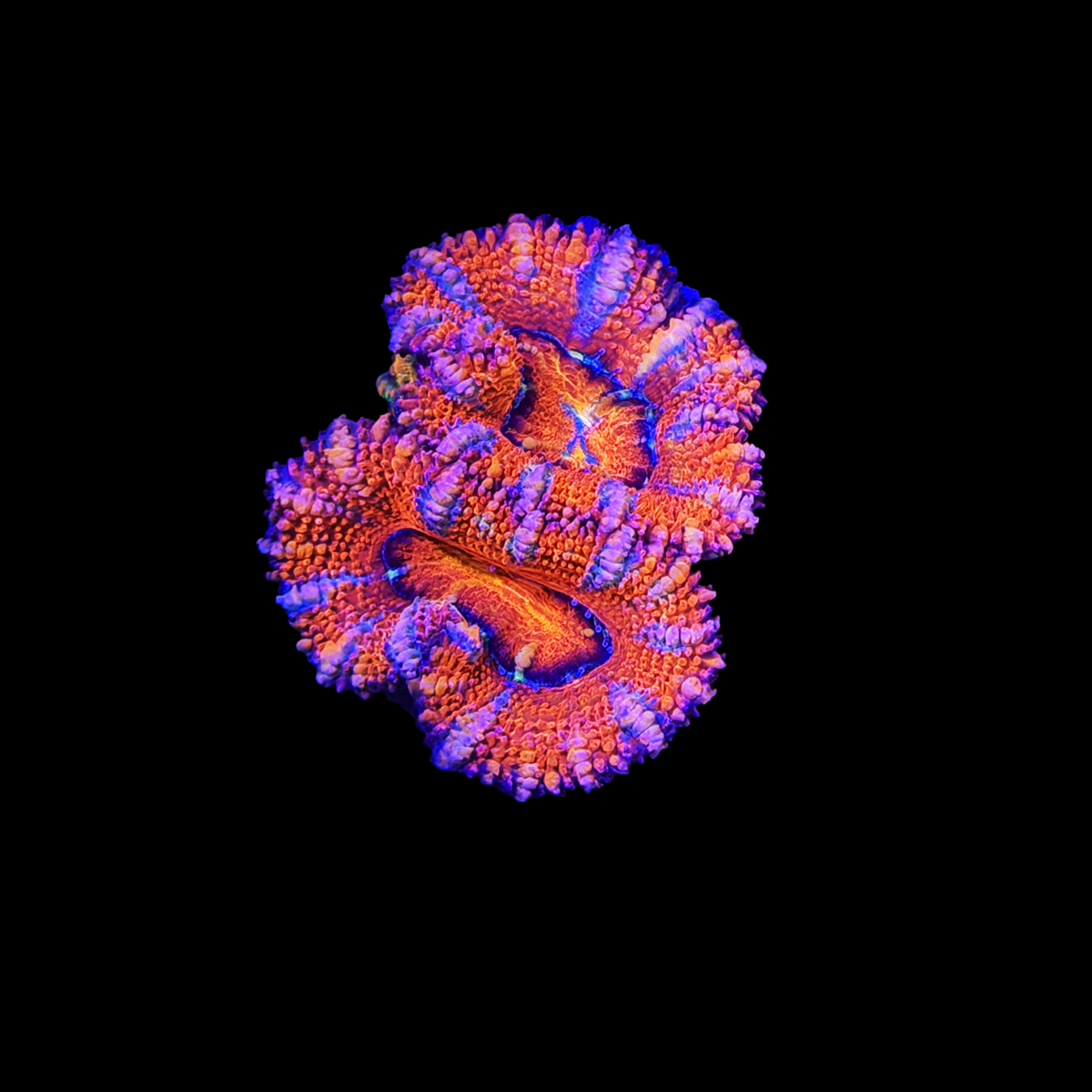 ECC Orange Crush Acan Lord
