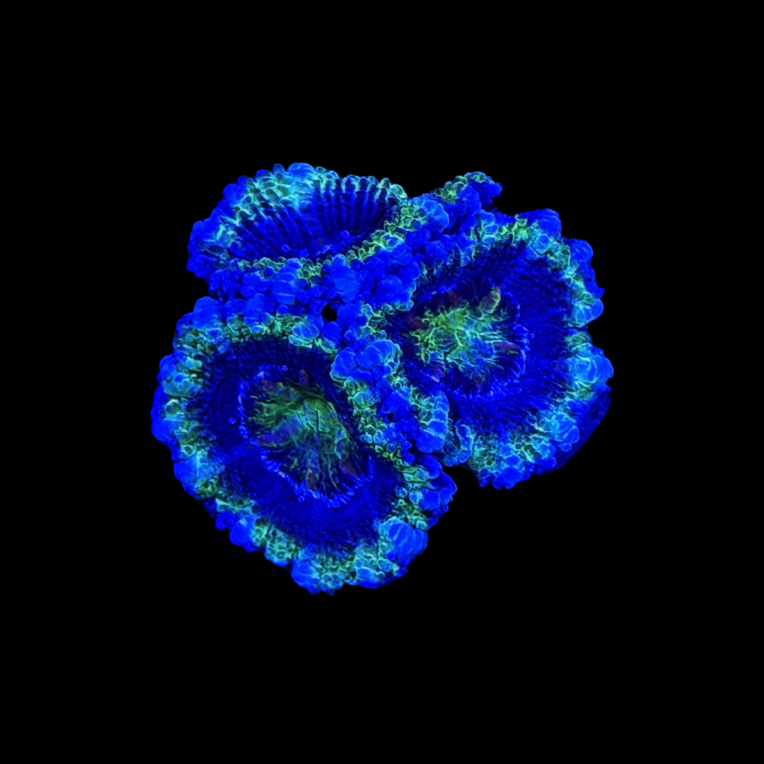 Neon Green Neon Acan