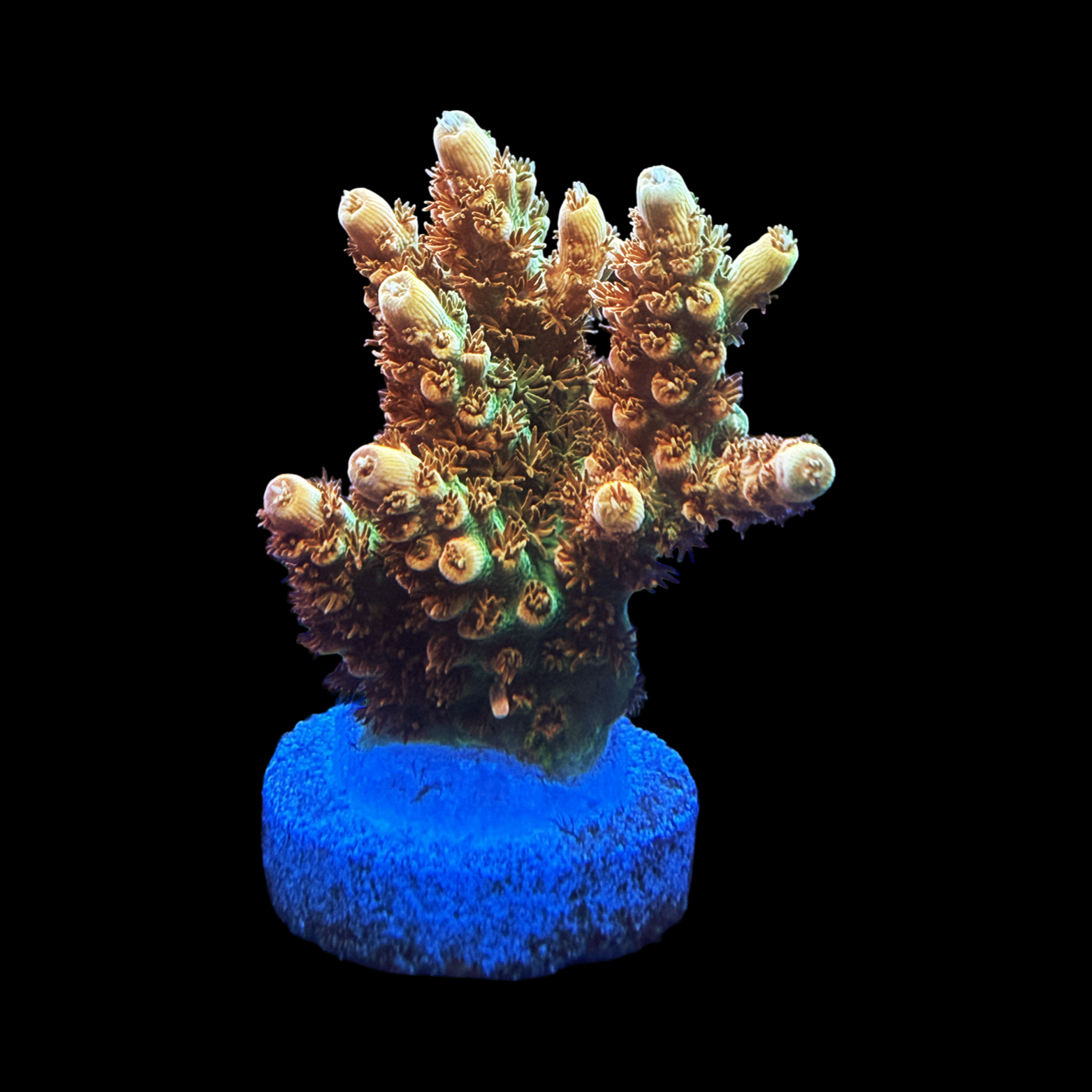 BC Aquatic Man Table