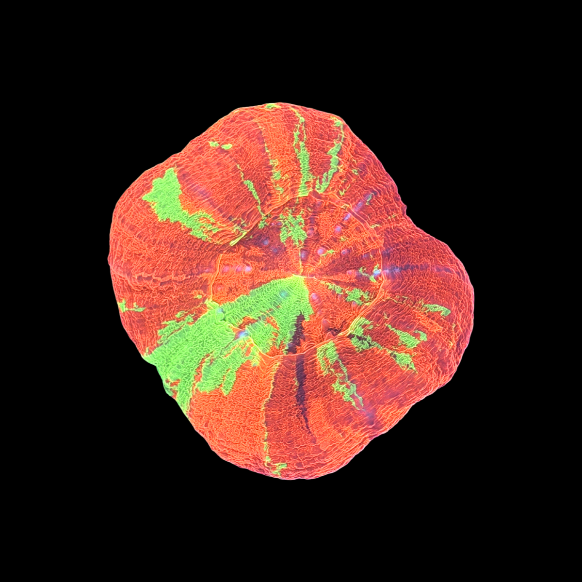 Ultra Aussie Reverse Bleeding Apple Scolymia