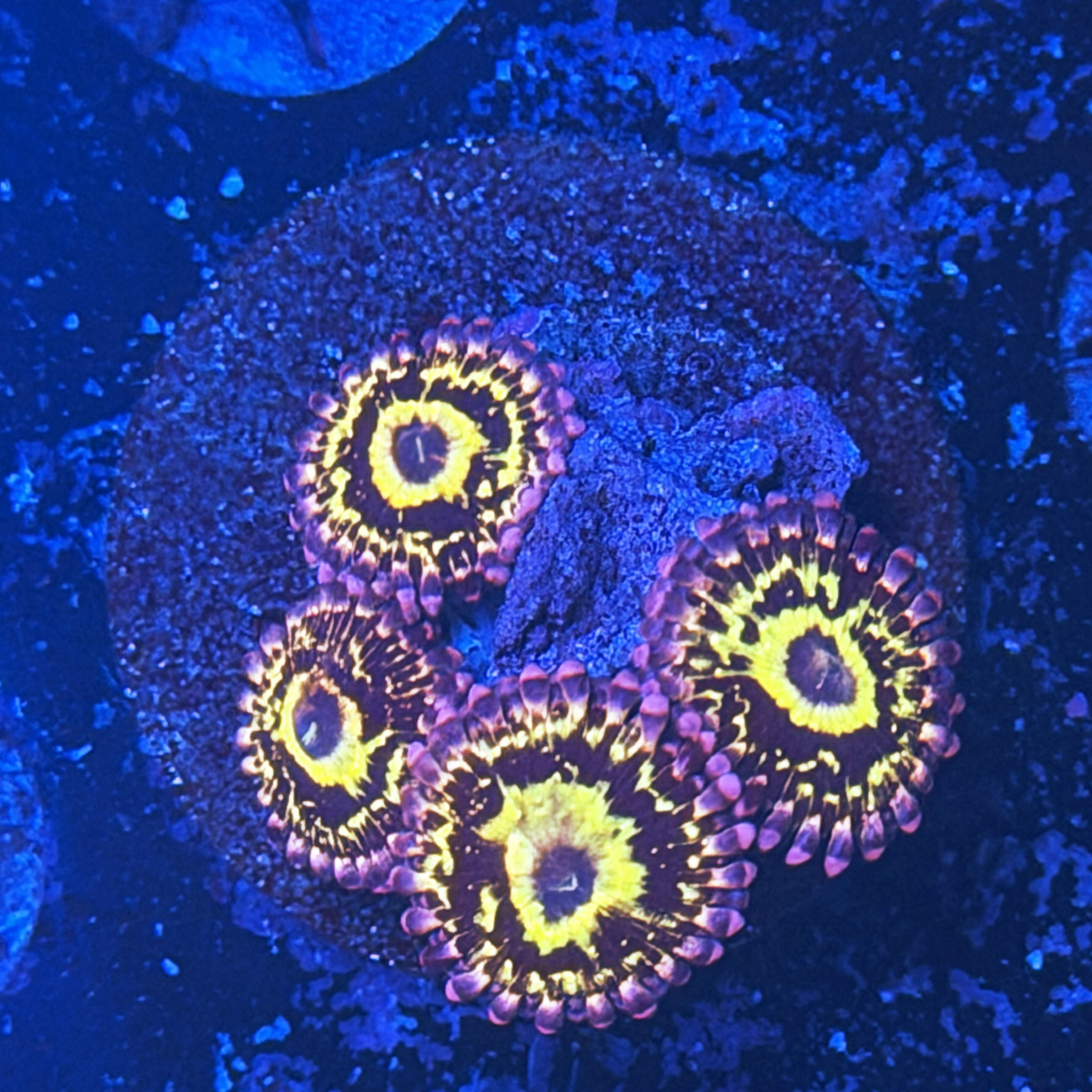 Stratosphere Zoa