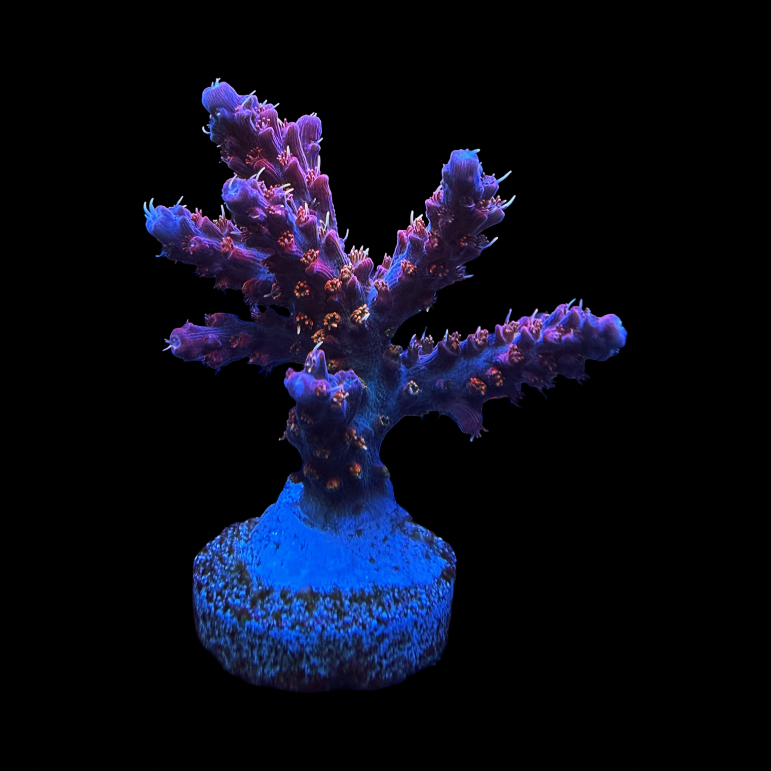Vivid Confetti XL