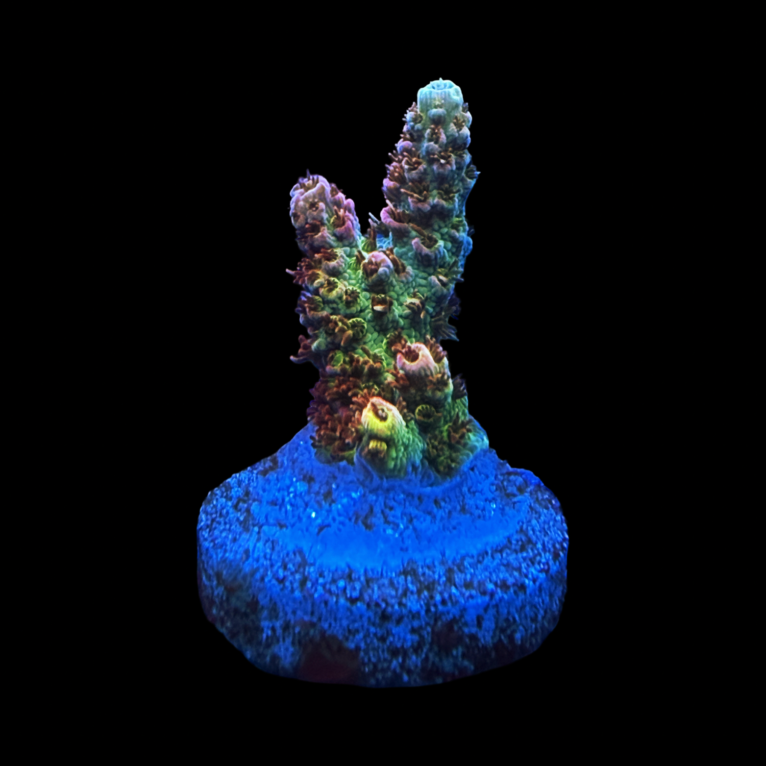WWC Electric Melon