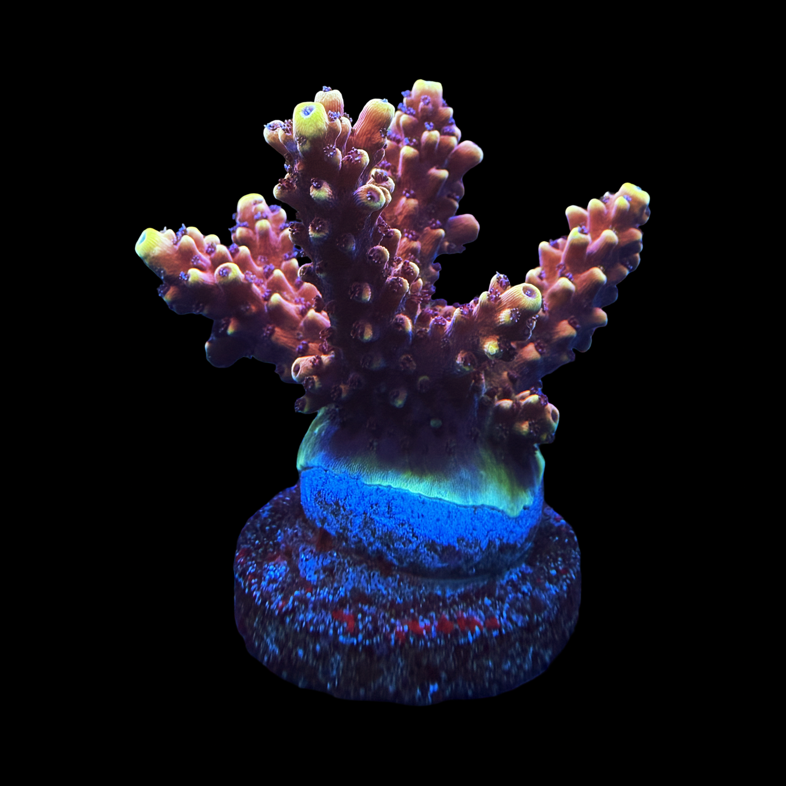 RRC Pink Cadillac Mini Colony large plug