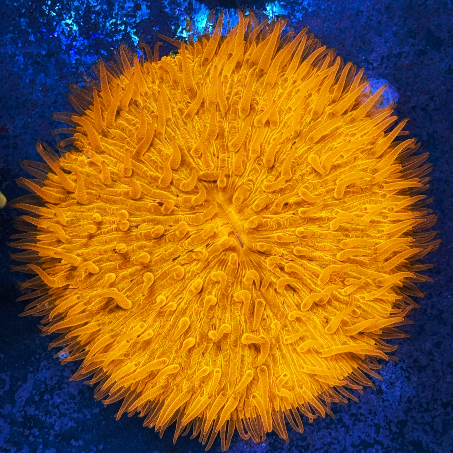 Orange Flame Fungia XL