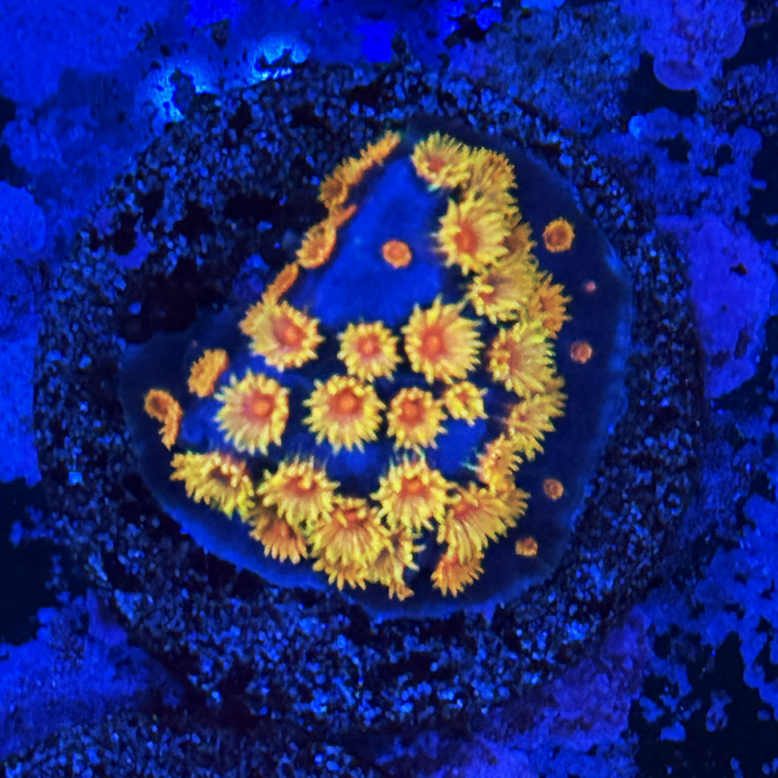 WWC Bizarro Cyphastrea