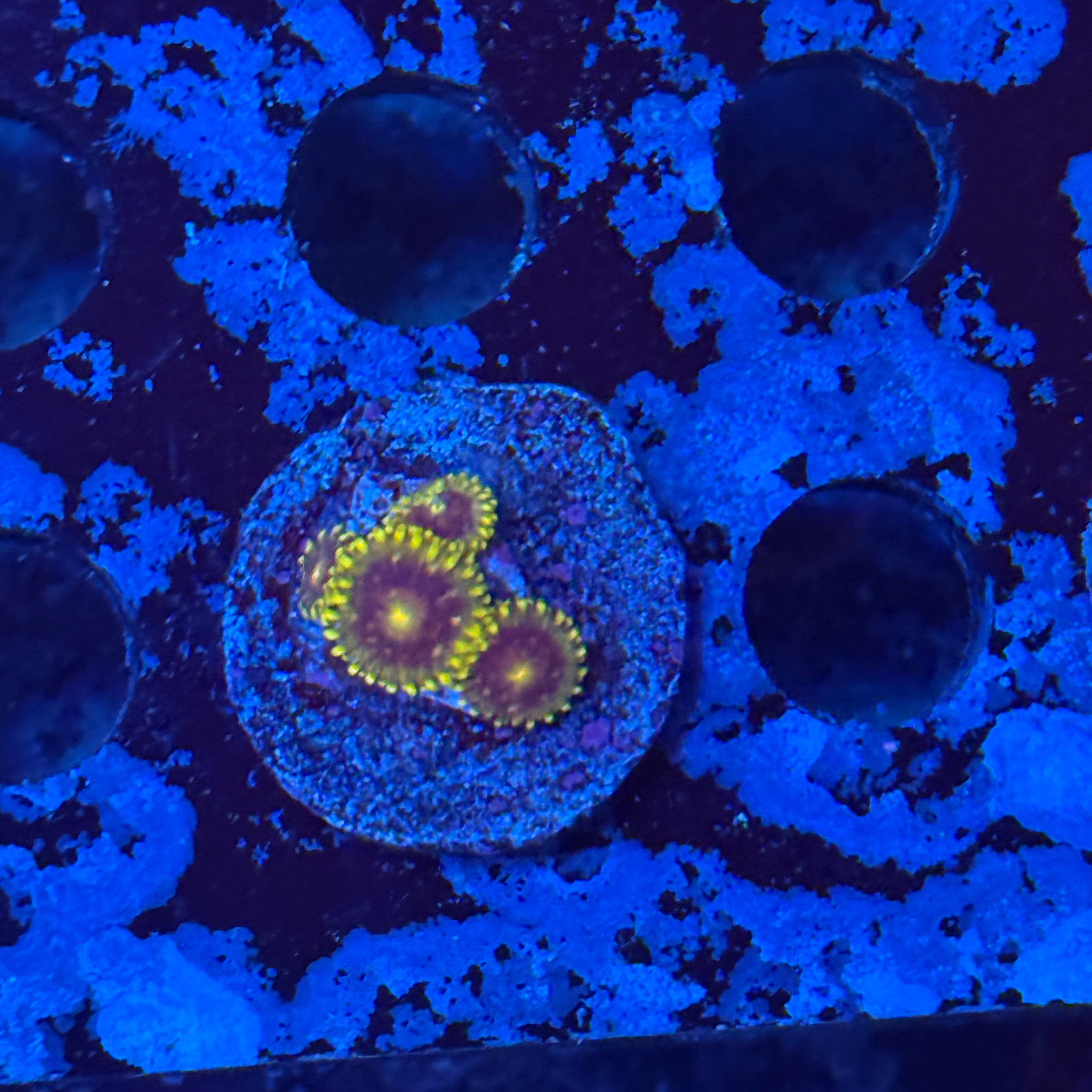 CC Starfighter Zoa