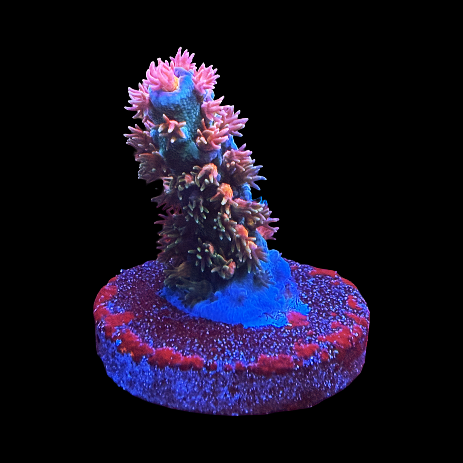 JF Blow Torch Large on a large plug