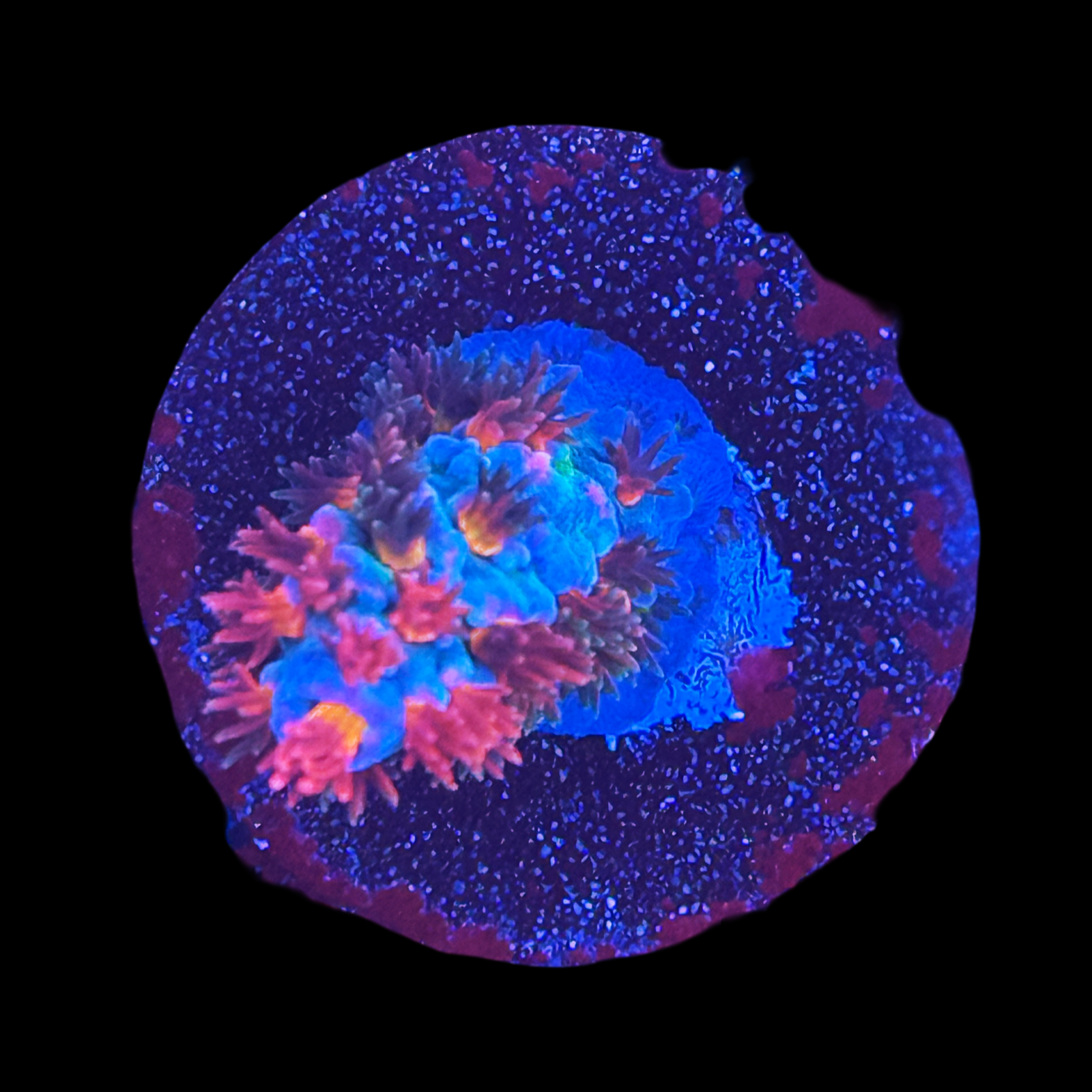 JF Blow Torch Large on a large plug