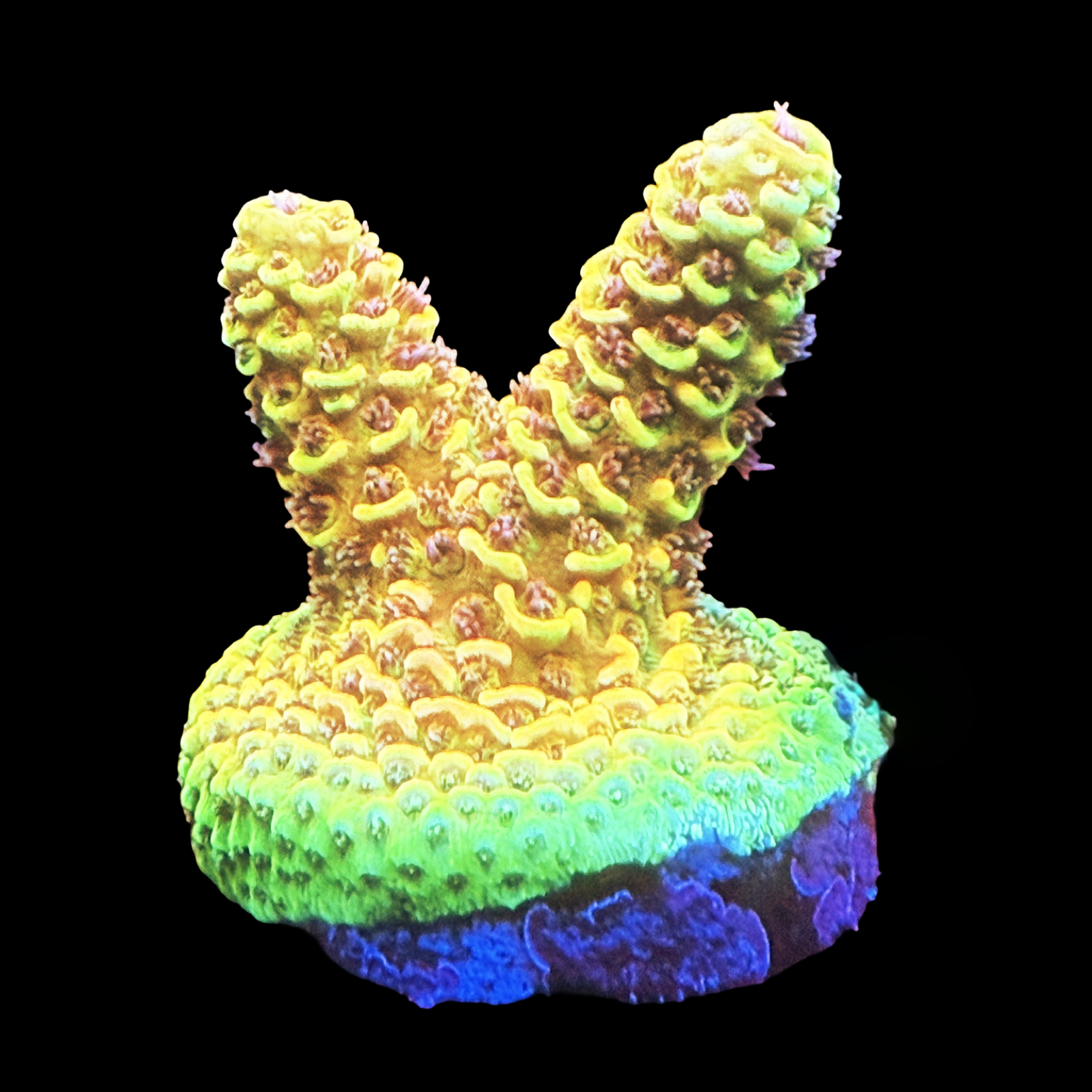RRC Rainbow Splice