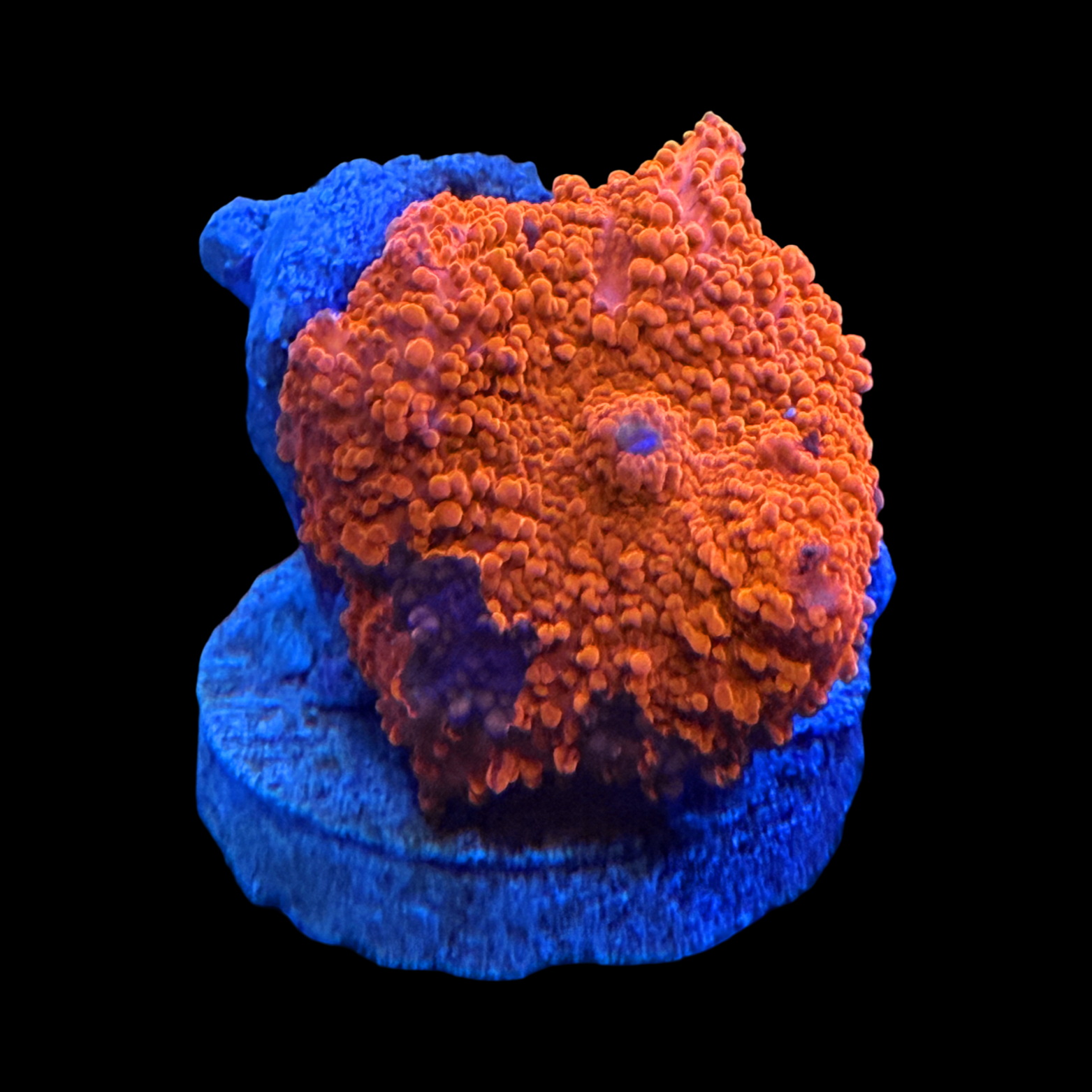 Dead Pool Jawbreaker Mushroom