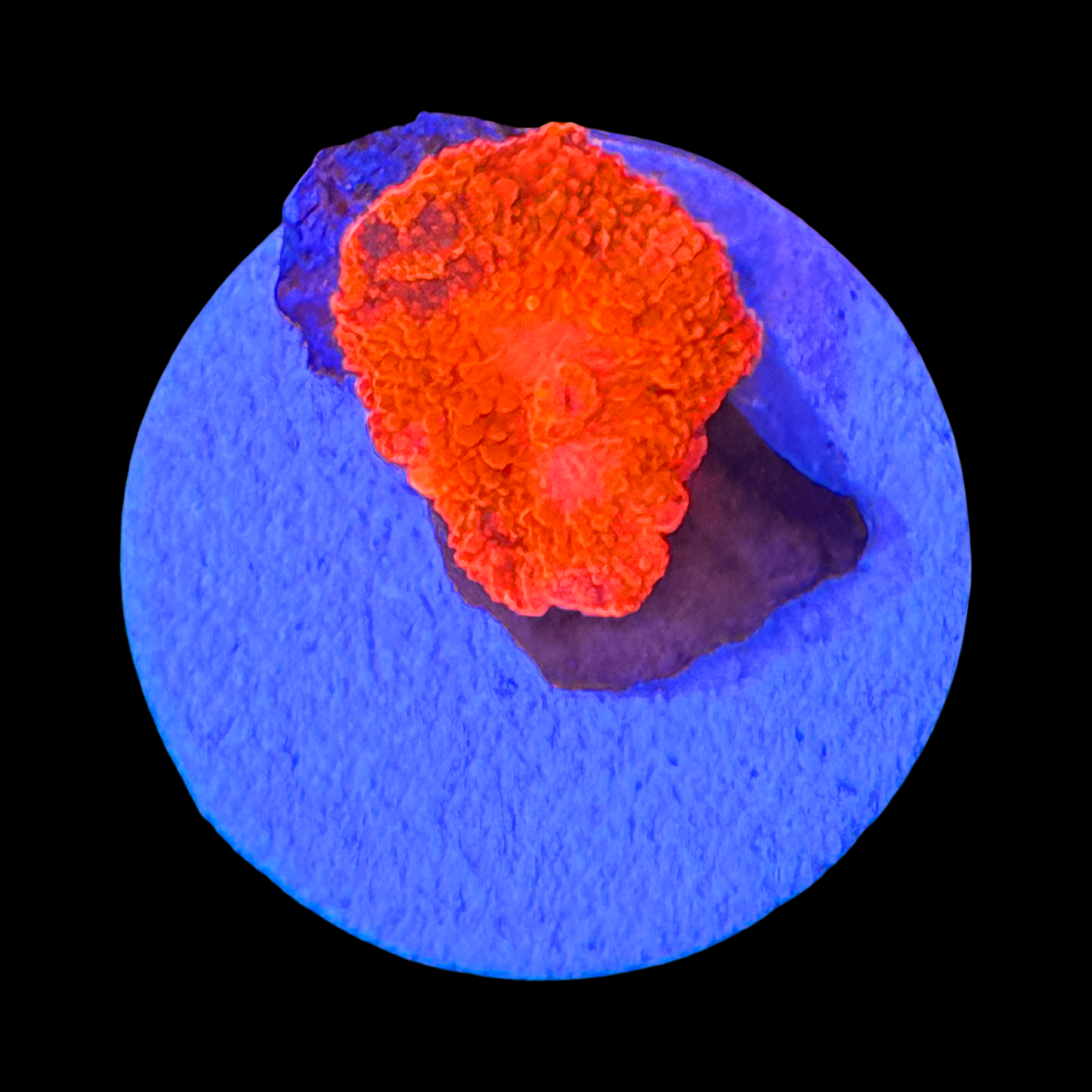 Eclectus Mushroom On Large Plug