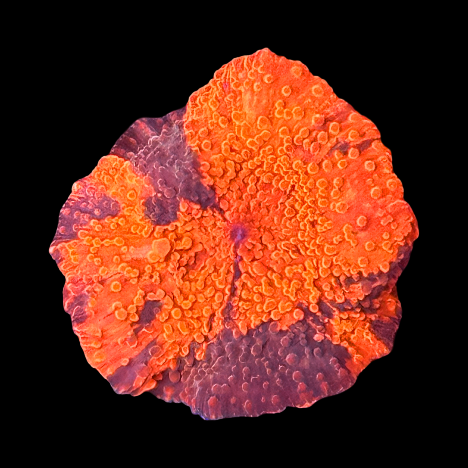 Dead Pool Jawbreaker Mushroom